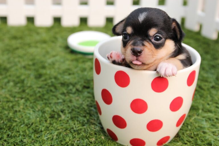 chihuahua-in-a-cup